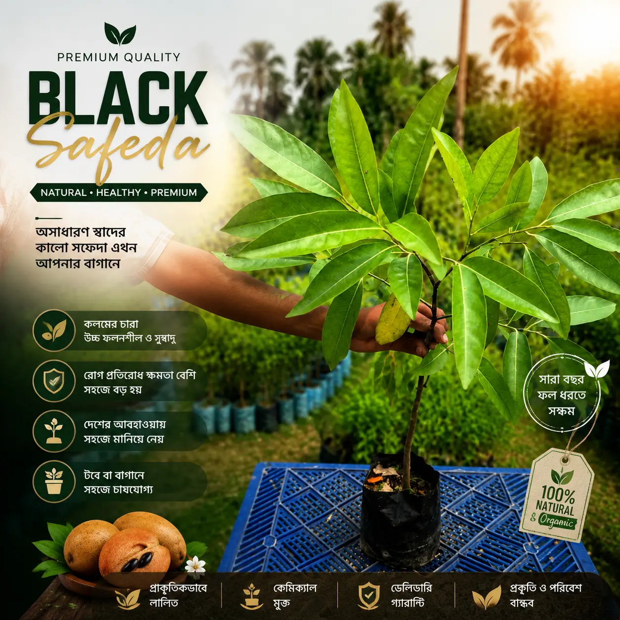কালো সফেদা /BLACK SOFEDA