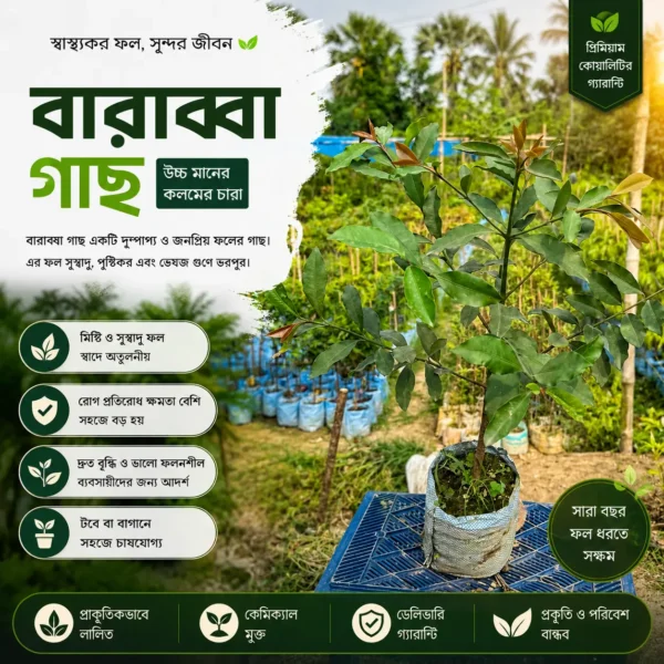 বারাব্বা (Barabba) 