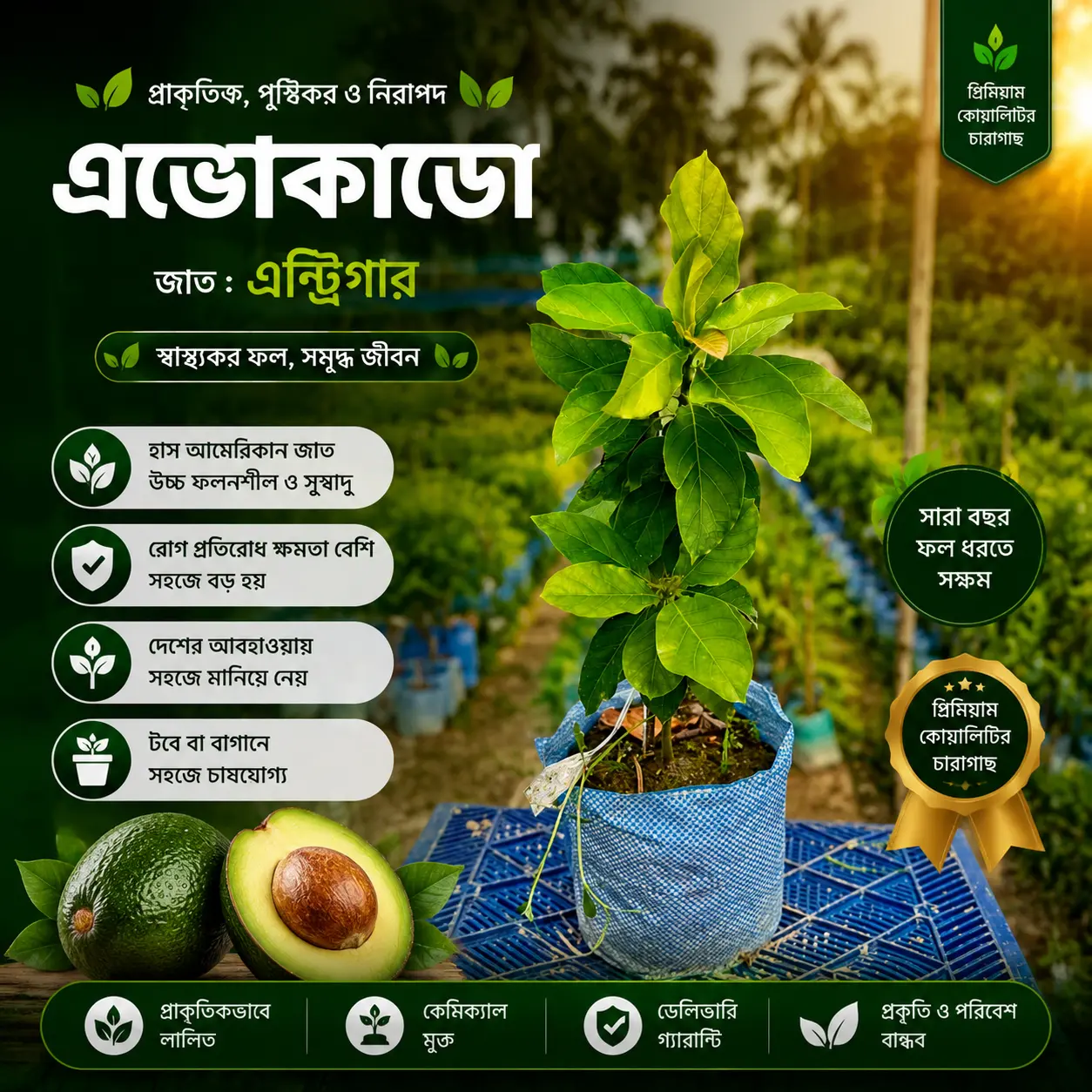এভোকাডো (Avocado)
